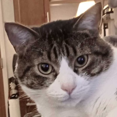 UnbrokenSpirit2's profile picture. Liberal, Lifetime Dem. Animal lover. Forever Hillary supporter & fan. Sick of the Repugnant & Maga lies, hate, obstruction. Never ever again another Trump.