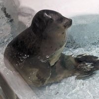 あざかけ (@azarashi_okkake) 's Twitter Profile Photo