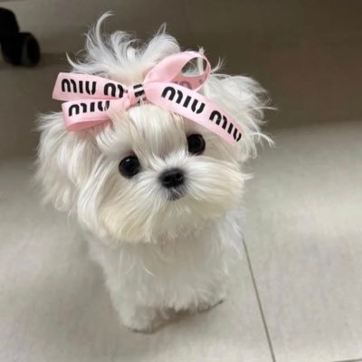 ずっと満たされなかった自分との和解の旅。 ただ、私であることにOKを出す生き方を探究🕊 旅|生活|インテリア|犬|ご自愛日記✍️