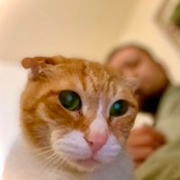 うちの猫みて (@uchinoneko2023) 's Twitter Profile