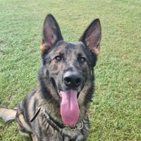 Retired Police Dog Gru(@RPD_Gru) 's Twitter Profile Photo