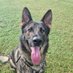 Retired Police Dog Gru (@rpd_gru) Twitter profile photo Retired Police Dog Gru (@rpd_gru) Twitter profile photo