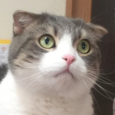 tonosaky's profile picture. 半端者哲学徒、撮ったりデザインしたり企画立てたりする人です。ローカル雑誌ワンオペ創刊経験あり。

フォトグラファー・デザイナー・企画屋。 店舗・料理・ポートレート撮影／ポスター・小冊子・名刺など販促物企画デザイン等、幅広く承ります。ストリートビュー(旧インドアビュー)もOK。にゃーん。