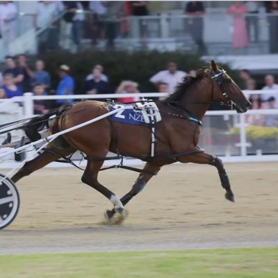 Failed harness racing driver. Very small % owner in some very nice horses…Samoyeds!