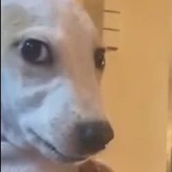 - falo coisas sem sentido e às vezes isso parece uma fan account -