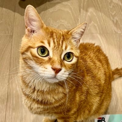 マロン♂ 茶トラ12歳。抱っこ大好き甘えん坊ニャンコです😺飼い主は猫とSKY-HI・BE:FIRSTに夢中❤️猫好きさん仲良くして下さい💕 無言フォローすみません🙏逆も大歓迎です⭐️