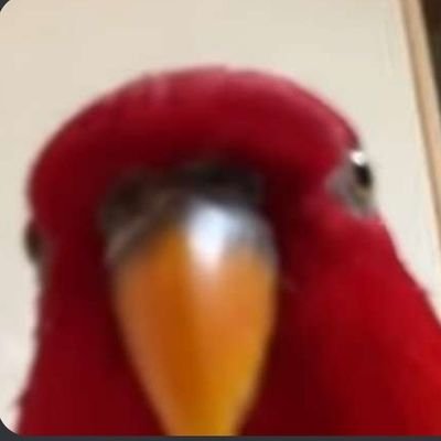 TrynaGetcode's profile picture. 