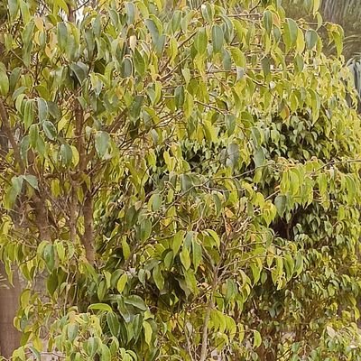 Adityayav10's profile picture. निष्पक्ष