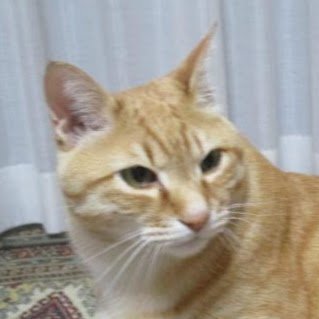 keichankotaro's profile picture. 気色悪い18才。