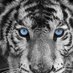 siliwangi nusantara (@alamsya44020702) Twitter profile photo