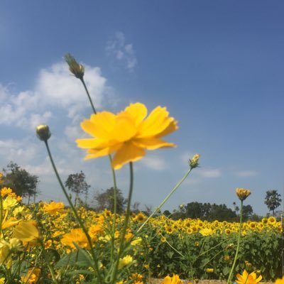 Thesunalwayrise's profile picture. Pleaes be kind to me,I'm broken 😥