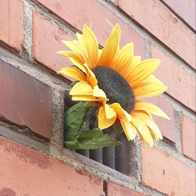 Fabulicous1's profile picture. I Love, I Play and I Talk. Everything else will show up in future.
Spiders welcome. Maybe i am an Alien from Earth, that got abducted to a new Planet @ 2012 ❤️