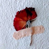 جــرح 🥀ᬼالــورد (@smlyh03921730) 's Twitter Profile
