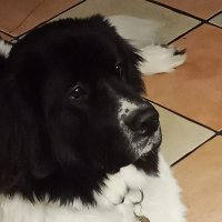 EisRing (@schachtelnarren) Twitter profile photo