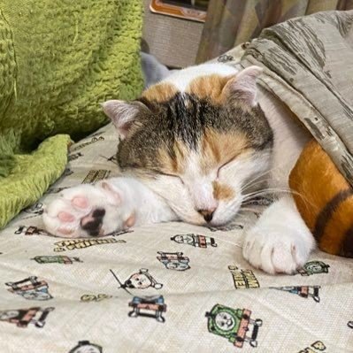 marine539982's profile picture. えち活女子/150cmm/20代です♡東京在住♪年上の優しい人あいたいです♡ キスマ・噛み跡大好物です❁⃘*.ﾟ