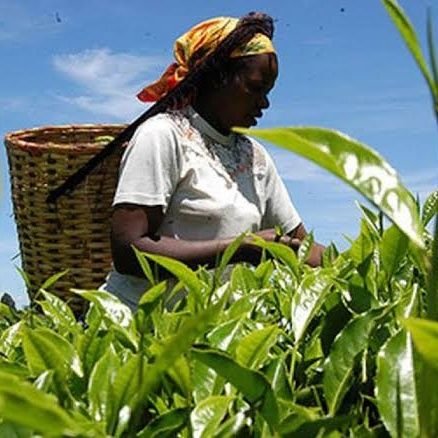 The National Association of Women in Tea is a Platform of women in the Tea value chain including Women Tea farmers,workers,Traders and Blenders.