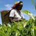 Women in Tea Uganda. (@womenintea) Twitter profile photo Women in Tea Uganda. (@womenintea) Twitter profile photo