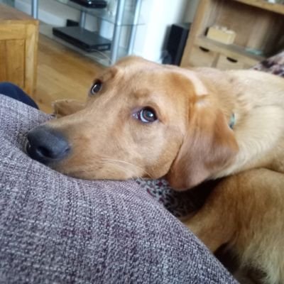 t0m_matthews's profile picture. Occupational Psychology MSc graduate. He/Him.