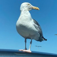 Nick R (@iamnickrussell) 's Twitter Profile