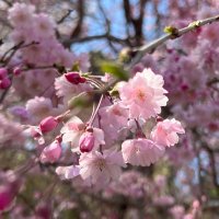 懸賞まめたろう (@raptor_panda) 's Twitter Profile