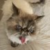 Gata Croata 🇦🇷 (@gatacroata) Twitter profile photo Gata Croata 🇦🇷 (@gatacroata) Twitter profile photo