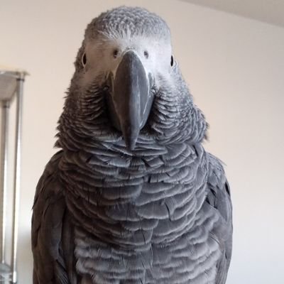 専業投資家。ヨウムとメインクーンと暮らしています。
主に株式投資の備忘録として呟きます。
ファッション、読書、映画、アニメ、ゲーム好き。
(旧アカウントは残していますが、今後、利用する予定はありません)