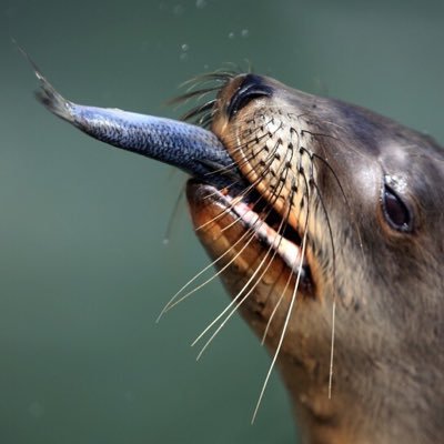 I’m a proud sea lion, asking people to prove their arguments & exposing little fishies who say things they can’t defend. I do try to do it in a civil way, tho!