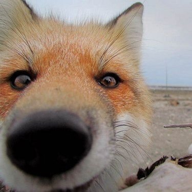 foxbutfreaky's profile picture. 18