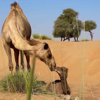 #خلك عزيز نفس ﯙ ﺎلعز مبداك گلن عطہ تفصيل ثوبہ على قده