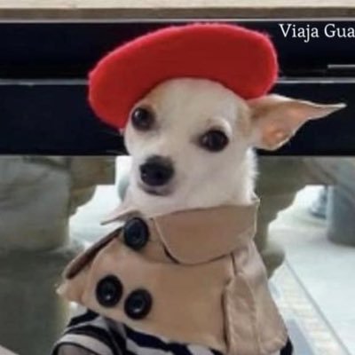 Babipassarinho's profile picture. Sorvete de pistache e Mojitos. 😽🧳✈️🚌⛴🫶🏻🦩🍮🦞🍓