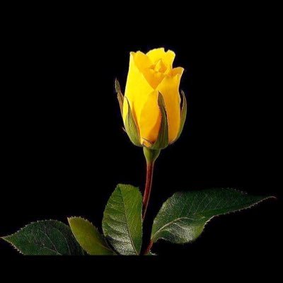 alhasnaa4's profile picture. الاتحاد حياتي وسعادتي 💛🖤 رباه فأمنح حياتي خير خاتمةٍ لمّا تطوف أمامي لحظة الأجل🤲