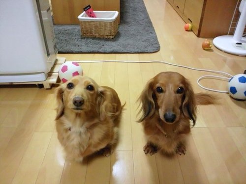 marrontopudding's profile picture. ミニチュアダックス・神社仏閣C92・モトラ・DAXホンダ･CL125・HA02鉄カブ・JA44アニバーサリーカブ・旧車・フライフィッシングの好きな
尾張の国の住人です。