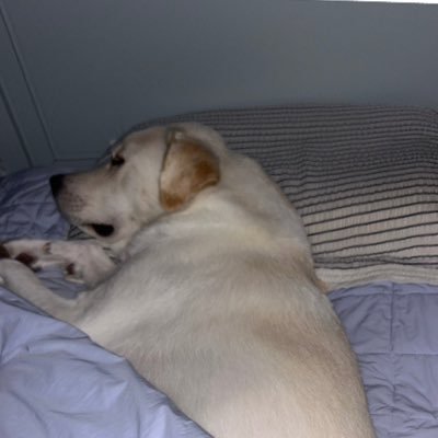 domi1696853's profile picture. 대대로감자를사랑하는병에걸려..