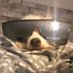 gjnfdjgf (@dogfan1323) Twitter profile photo gjnfdjgf (@dogfan1323) Twitter profile photo