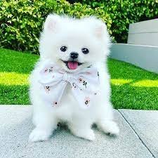 Daily videos of cute and funny puppies to brighten up your day🐶

dm for credit