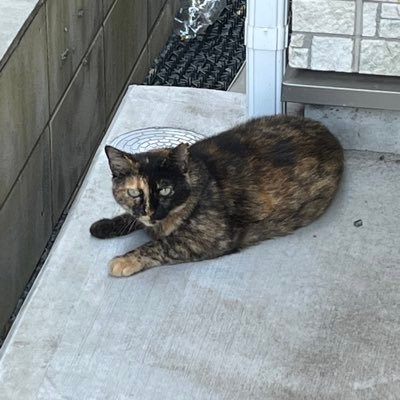 nikotyan889's profile picture. 古代魚、肉食魚好き