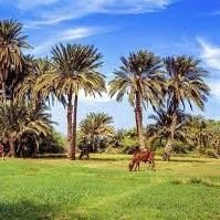 AlatiaMohannad's profile picture. Mohannad