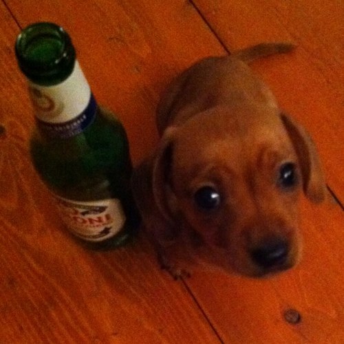 Branston__'s profile picture. Mini sausage dog and Vizsla Small sister Instagram @branstonr brother to Jack, @thumbsupforcha1, Harry