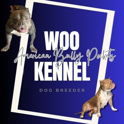 We Breed Newer Edition American Bully Pocket Dogs , worldwide shipping & delivery options stay connected as we grow