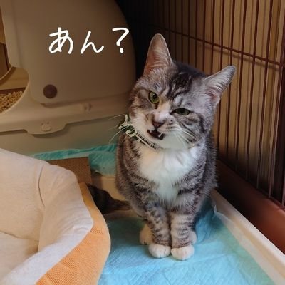 mt_tsukuba2015 Profile Picture