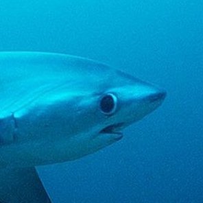 not_oceanyx's profile picture. i like fish co-owner of taleland