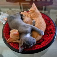 Melisa_montt (@melisa_montt) 's Twitter Profile Photo