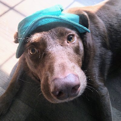 NiennaRose92's profile picture. Lover of nature, love, kindness, compassion, adventure, true beauty, books, music, and film. Proud feminist, humanist, and pacifist. Aspiring healer.