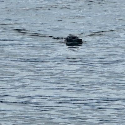 pax_monkeys's profile picture. probably up to no good.