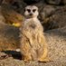 Madeleine Jose (@meerkatotter) Twitter profile photo Madeleine Jose (@meerkatotter) Twitter profile photo
