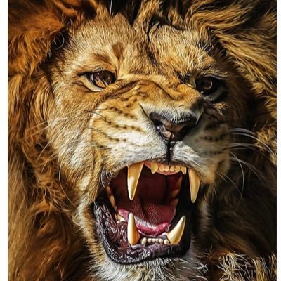 جئے نوازشریف