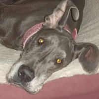 Annie Mae (@anniema73968559) 's Twitter Profile