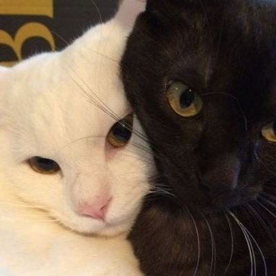 lollymilkyy's profile picture. 