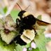 American Bumble Bee (@AmericanBumble) Twitter profile photo