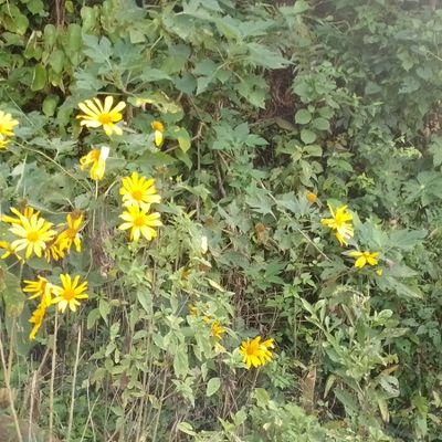 JOSEMAN4753532's profile picture. 